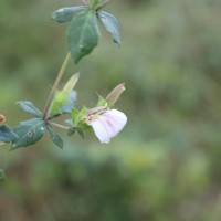 Blepharis maderaspatensis (L.) B.Heyne ex Roth